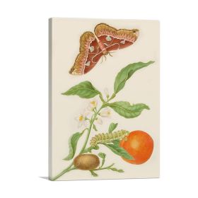 Branch Of Seville Orange With Rothschildia Moth 1702